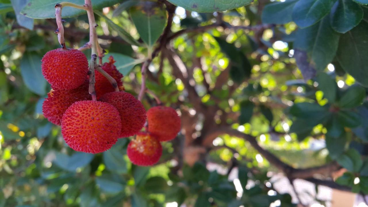 グラナダ El Jardin De La Abuelaヴィラ エクステリア 写真