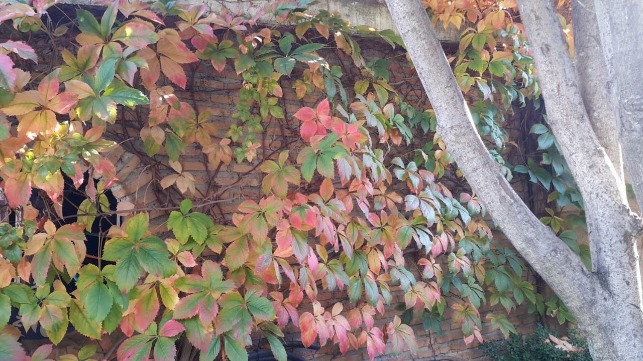 グラナダ El Jardin De La Abuelaヴィラ エクステリア 写真
